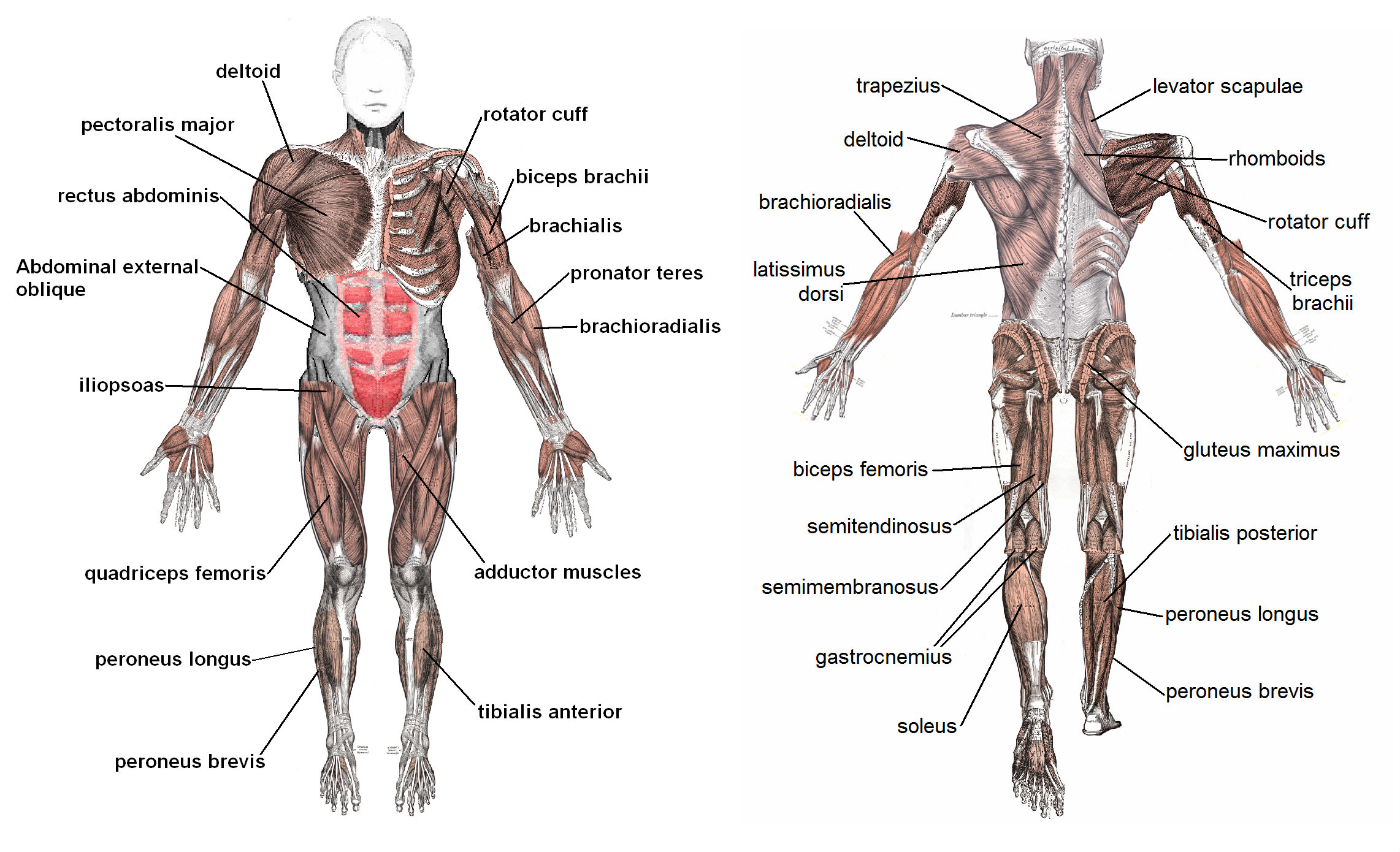 Muscle first. Мышечная система. Соматические мышцы. Скелет человека с мышцами биология. Сечение мышц